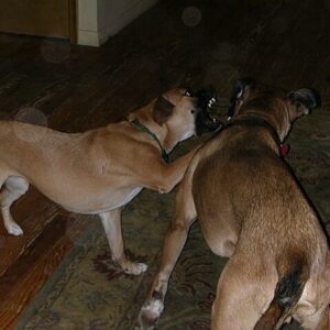 Engaging activities for your one-year-old puppy