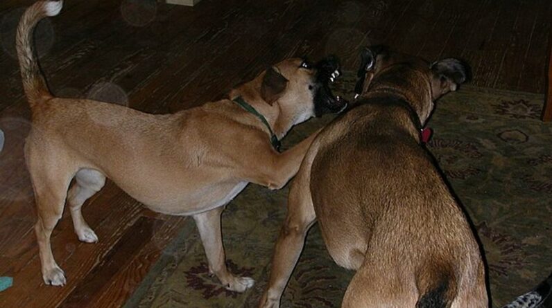 Engaging activities for your one-year-old puppy