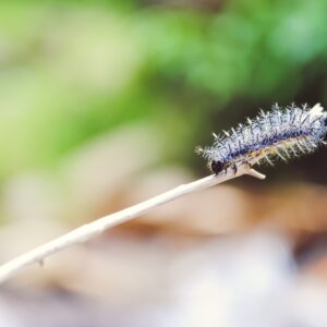 Introduction Crawling is a critical aspect of search engine optimization SEO that plays a vital role in how your website is indexed and ranked in search engine results pages SERPs Understanding the concept of crawling its purpose and how it affects your website s visibility is essential for any website owner or digital marketer In this article we will delve deep into the world of crawling in SEO exploring its significance how it works and best practices to ensure optimal crawling for your website Understanding Crawling Crawling refers to the process by which search engine bots systematically navigate through web pages to discover and gather information Search engines such as Google utilize automated bots known as crawlers or spiders to visit websites follow links and analyze content These crawlers are responsible for indexing web pages and determining their relevancy to specific search queries When a crawler visits a webpage it analyzes the page s content including text images and links It then follows the hyperlinks present on the page to navigate to other web pages within the website This continuous process of crawling and following links forms a complex web of interconnected pages enabling search engines to understand the structure and content of websites Importance of Crawling for SEO Efficient crawling is crucial for ensuring that search engines index your website s pages accurately and that they appear in relevant search results Here are a few reasons why crawling is vital for SEO 1 Indexing Crawling is the primary process through which search engines gather information about web pages If a page is not crawled it will not be indexed and consequently will not appear in search results 2 Visibility Proper crawling ensures that your website s pages are visible to search engines If search engine crawlers encounter technical issues or barriers while crawling your site it may result in lower visibility and reduced organic traffic 3 Freshness Regular crawling enables search engines to identify and index new content or modifications made to existing content on your website This ensures that search results remain up to date and relevant to user queries 4 Site Architecture Crawling helps search engines understand your website s structure and hierarchy By appropriately linking between pages and using proper URL structures you enhance the accessibility and usability of your site for both users and search engine crawlers How Crawlers Discover Your Website There are several ways search engine crawlers discover and access your website s pages Understanding these mechanisms can help you optimize your website s crawling process 1 Direct Submission You can manually submit your website s URL to search engines but this is generally not necessary as crawlers often find websites through other means 2 External Links Crawlers discover new websites through external links present on other websites As other webpages link to your content crawlers can follow these links and discover your website 3 XML Sitemaps An XML sitemap is a file that lists all the URLs on your site Submitting an XML sitemap to search engines helps them navigate and understand the structure of your website more efficiently 4 Internal Links Crawlers also rely on internal links present within your website to navigate from one page to another Properly interlinking your web pages can facilitate effective crawling and ensure that all essential pages are discovered and indexed Best Practices for Optimizing Crawling Implementing best practices for crawling optimization enhances your website s visibility and ensures that search engines effectively index your content Here are some key strategies 1 Robots txt File Use the robots txt file to instruct search engine crawlers on which pages to crawl and which pages to exclude from indexing This file helps prevent crawling of sensitive or duplicate content 2 XML Sitemap Create an XML sitemap and submit it to search engines to facilitate efficient crawling and indexing of your web pages 3 Mobile Friendly Design Ensure that your website is mobile friendly as search engines prioritize mobile indexing Responsive design and optimized user experience on mobile devices enhance crawlability 4 Site Speed Optimization Optimize your website s loading speed to ensure crawl budget efficiency Faster loading pages are more likely to be thoroughly crawled by search engine bots 5 Avoid Duplicate Content Duplicate content can confuse search engine crawlers and dilute your website s visibility Use canonical tags create unique meta data and avoid duplicate URLs to prevent indexing issues 6 Monitor Crawl Errors Regularly monitor your website s crawl errors in Google Search Console Address any crawl issues promptly to ensure complete indexing of your site s content Conclusion Crawling is an indispensable part of SEO that directly impacts your website s visibility and indexing in search engine results By understanding the concept of crawling and implementing best practices you can optimize your website s crawlability ensuring that search engines effectively discover index and rank your content Embrace the power of crawling in SEO to improve your website s visibility and organic traffic