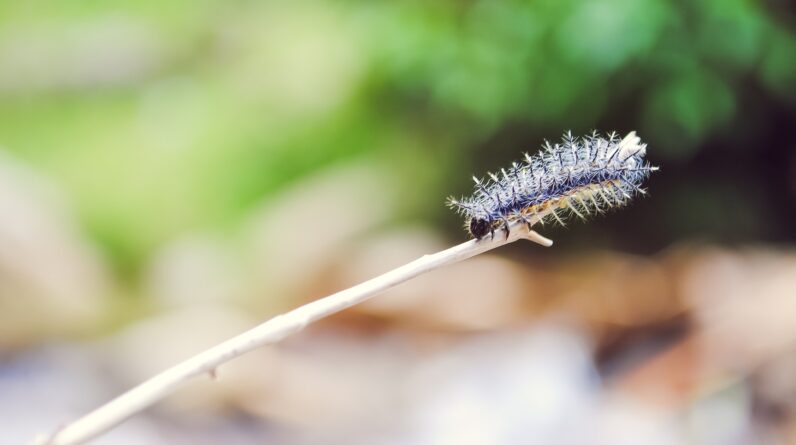 Introduction Crawling is a critical aspect of search engine optimization SEO that plays a vital role in how your website is indexed and ranked in search engine results pages SERPs Understanding the concept of crawling its purpose and how it affects your website s visibility is essential for any website owner or digital marketer In this article we will delve deep into the world of crawling in SEO exploring its significance how it works and best practices to ensure optimal crawling for your website Understanding Crawling Crawling refers to the process by which search engine bots systematically navigate through web pages to discover and gather information Search engines such as Google utilize automated bots known as crawlers or spiders to visit websites follow links and analyze content These crawlers are responsible for indexing web pages and determining their relevancy to specific search queries When a crawler visits a webpage it analyzes the page s content including text images and links It then follows the hyperlinks present on the page to navigate to other web pages within the website This continuous process of crawling and following links forms a complex web of interconnected pages enabling search engines to understand the structure and content of websites Importance of Crawling for SEO Efficient crawling is crucial for ensuring that search engines index your website s pages accurately and that they appear in relevant search results Here are a few reasons why crawling is vital for SEO 1 Indexing Crawling is the primary process through which search engines gather information about web pages If a page is not crawled it will not be indexed and consequently will not appear in search results 2 Visibility Proper crawling ensures that your website s pages are visible to search engines If search engine crawlers encounter technical issues or barriers while crawling your site it may result in lower visibility and reduced organic traffic 3 Freshness Regular crawling enables search engines to identify and index new content or modifications made to existing content on your website This ensures that search results remain up to date and relevant to user queries 4 Site Architecture Crawling helps search engines understand your website s structure and hierarchy By appropriately linking between pages and using proper URL structures you enhance the accessibility and usability of your site for both users and search engine crawlers How Crawlers Discover Your Website There are several ways search engine crawlers discover and access your website s pages Understanding these mechanisms can help you optimize your website s crawling process 1 Direct Submission You can manually submit your website s URL to search engines but this is generally not necessary as crawlers often find websites through other means 2 External Links Crawlers discover new websites through external links present on other websites As other webpages link to your content crawlers can follow these links and discover your website 3 XML Sitemaps An XML sitemap is a file that lists all the URLs on your site Submitting an XML sitemap to search engines helps them navigate and understand the structure of your website more efficiently 4 Internal Links Crawlers also rely on internal links present within your website to navigate from one page to another Properly interlinking your web pages can facilitate effective crawling and ensure that all essential pages are discovered and indexed Best Practices for Optimizing Crawling Implementing best practices for crawling optimization enhances your website s visibility and ensures that search engines effectively index your content Here are some key strategies 1 Robots txt File Use the robots txt file to instruct search engine crawlers on which pages to crawl and which pages to exclude from indexing This file helps prevent crawling of sensitive or duplicate content 2 XML Sitemap Create an XML sitemap and submit it to search engines to facilitate efficient crawling and indexing of your web pages 3 Mobile Friendly Design Ensure that your website is mobile friendly as search engines prioritize mobile indexing Responsive design and optimized user experience on mobile devices enhance crawlability 4 Site Speed Optimization Optimize your website s loading speed to ensure crawl budget efficiency Faster loading pages are more likely to be thoroughly crawled by search engine bots 5 Avoid Duplicate Content Duplicate content can confuse search engine crawlers and dilute your website s visibility Use canonical tags create unique meta data and avoid duplicate URLs to prevent indexing issues 6 Monitor Crawl Errors Regularly monitor your website s crawl errors in Google Search Console Address any crawl issues promptly to ensure complete indexing of your site s content Conclusion Crawling is an indispensable part of SEO that directly impacts your website s visibility and indexing in search engine results By understanding the concept of crawling and implementing best practices you can optimize your website s crawlability ensuring that search engines effectively discover index and rank your content Embrace the power of crawling in SEO to improve your website s visibility and organic traffic