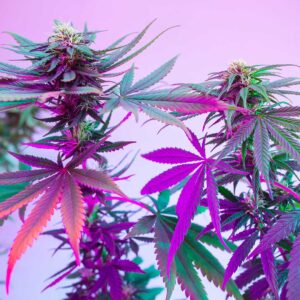 Off-site SEO Services for Cannabis Companies Elevate Your Brand