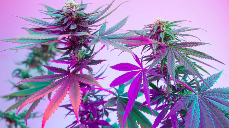 Off-site SEO Services for Cannabis Companies Elevate Your Brand