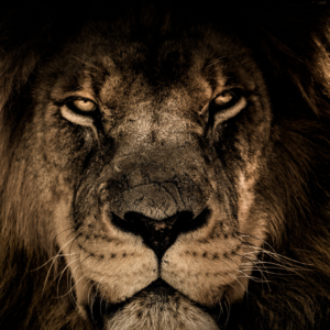 Google's March algorithm updates will come in (and out?) like a lion